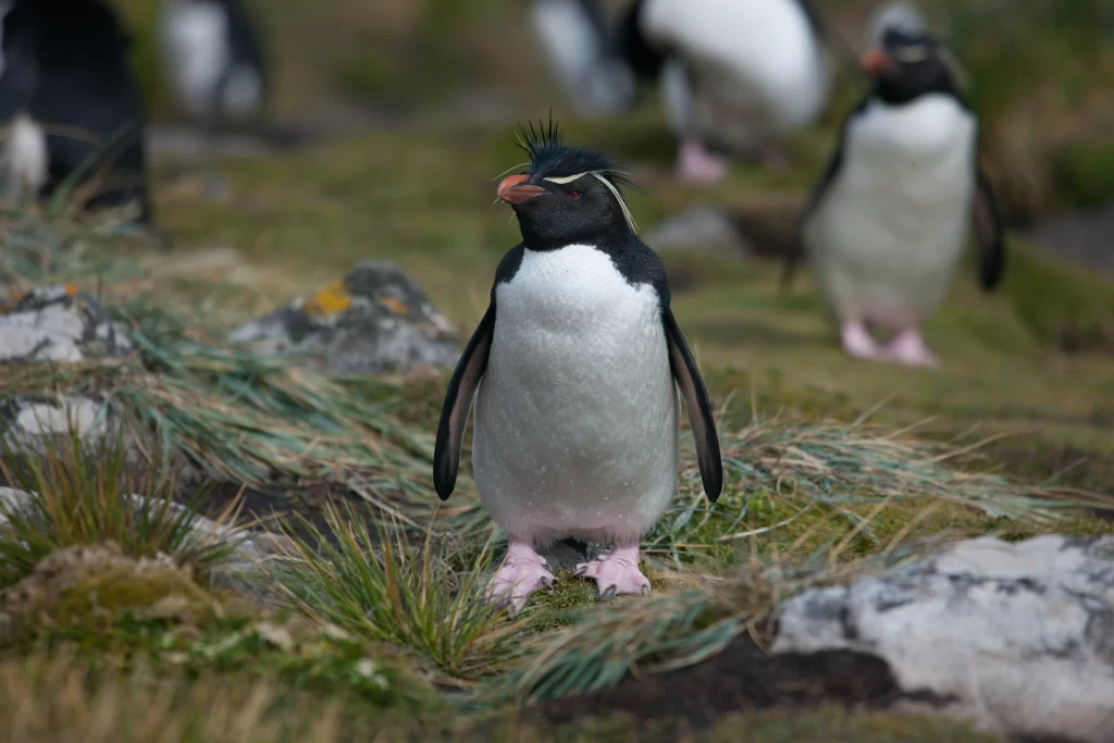 A Southern Rockhopper Penguin stands on a grassy island.