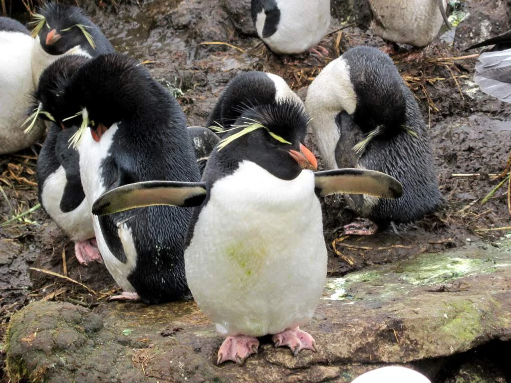 A Southern Rockhopper Penguin stretches its wings.