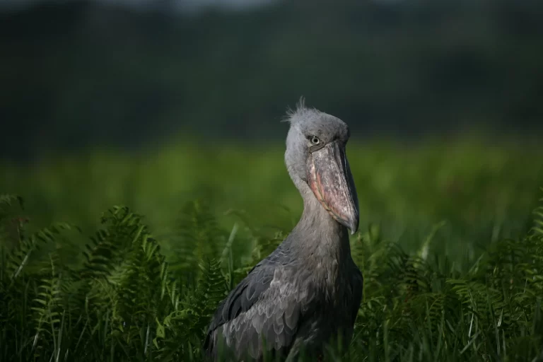 The birds in Uganda are numerous and diverse. Here, a Shoebill stands among ferns in a wetland.