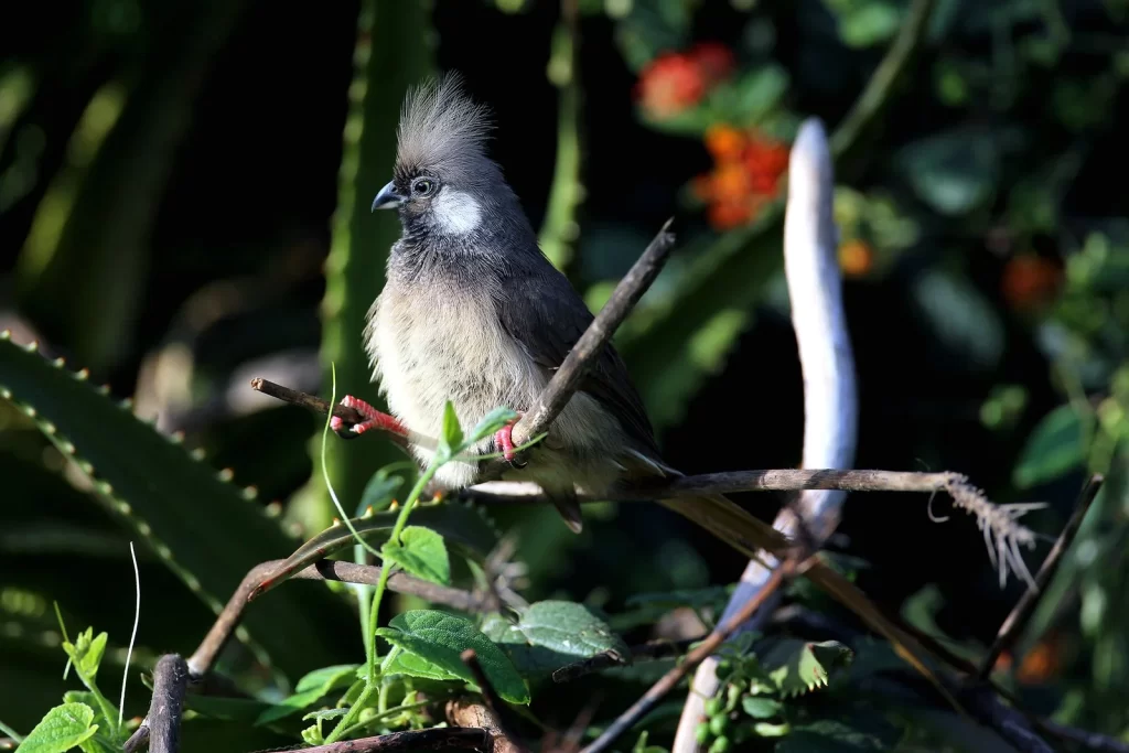 A Speckled Mousebird forages in a shrub.