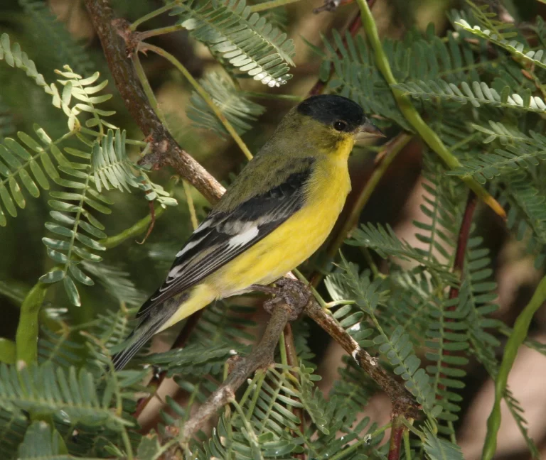 A male Lesser Goldfinch stands in a shrub. Lesser Goldfinches are one of seven common types of finches in Texas.