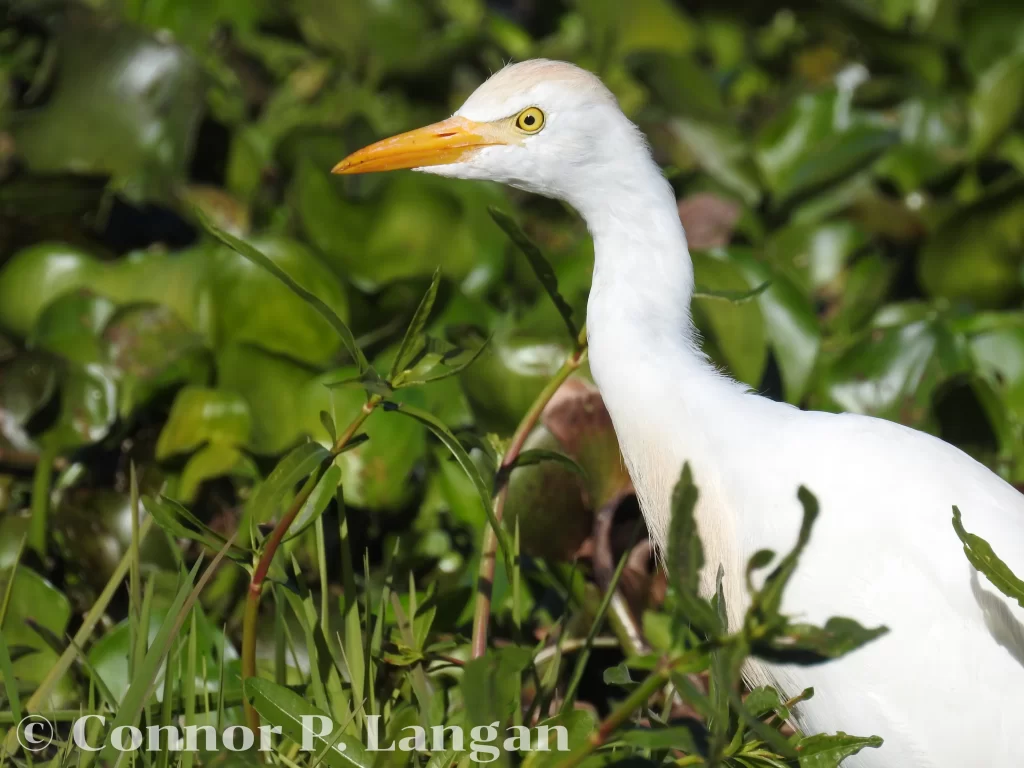 A Western Cattle Egret navigates through a marsh while looking for food.