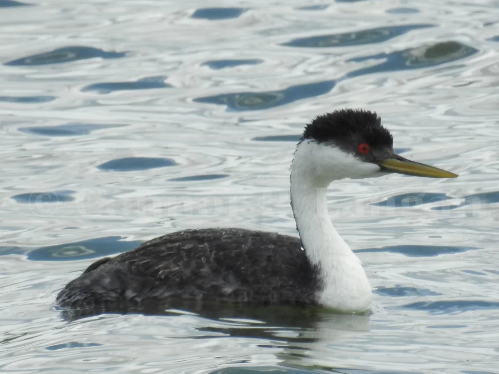 A Western Grebe floats through the water.