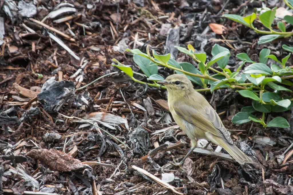 A Willow Warbler forages for food in a garden.