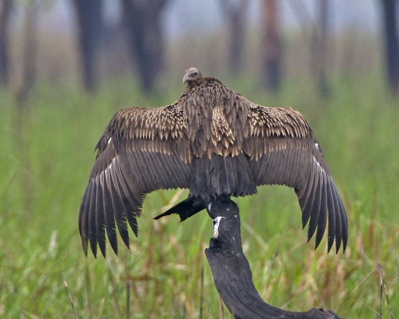 A young White-rumped Vulture spreads its wings as it stands on a snag.