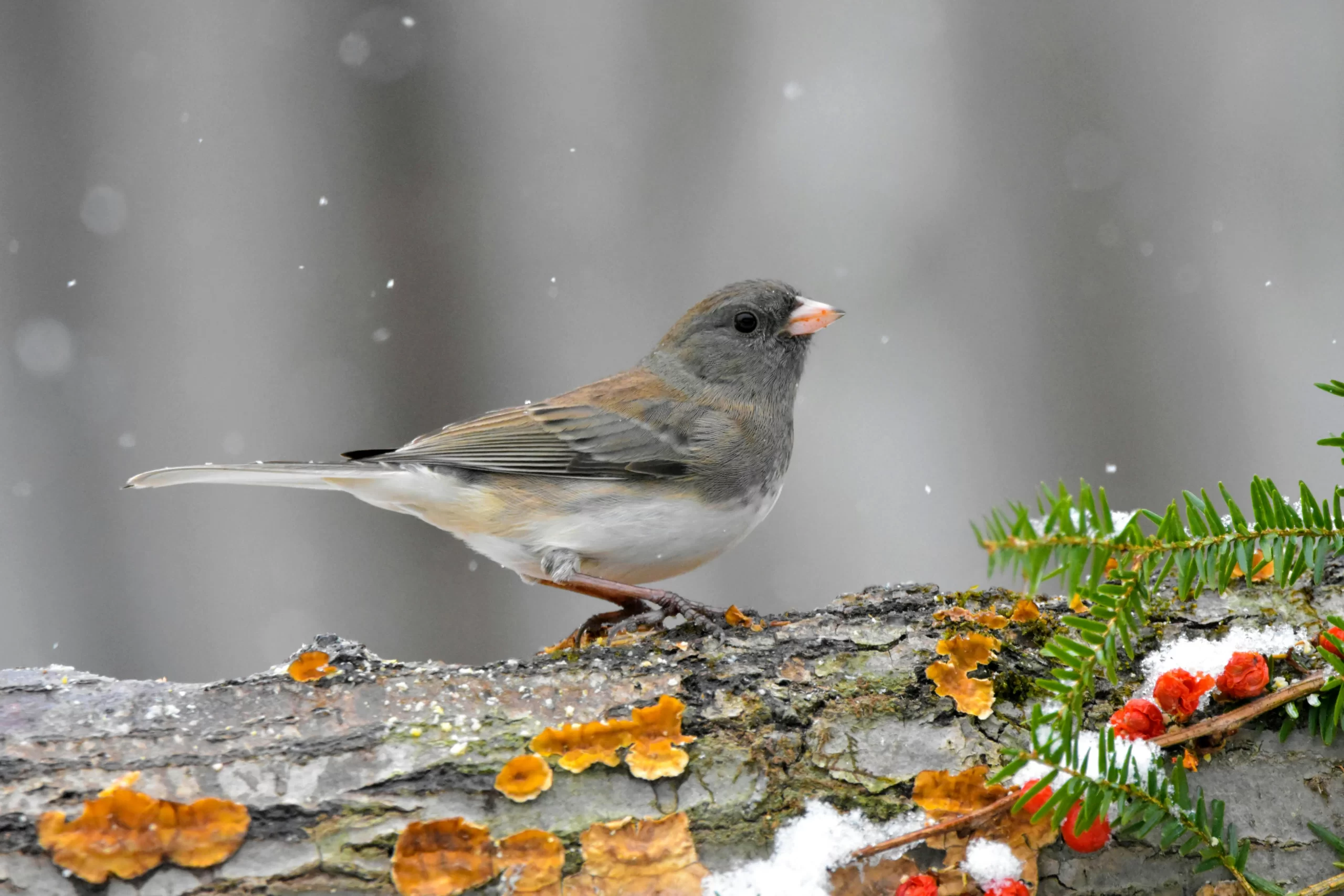 Dark-eyed Juncos are the most common winter birds in Michigan. Here, one stands on a pine branch.