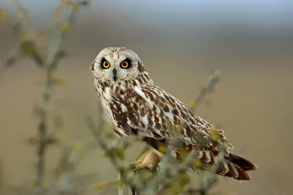 A Short-eared Owl perches on a wooden post.