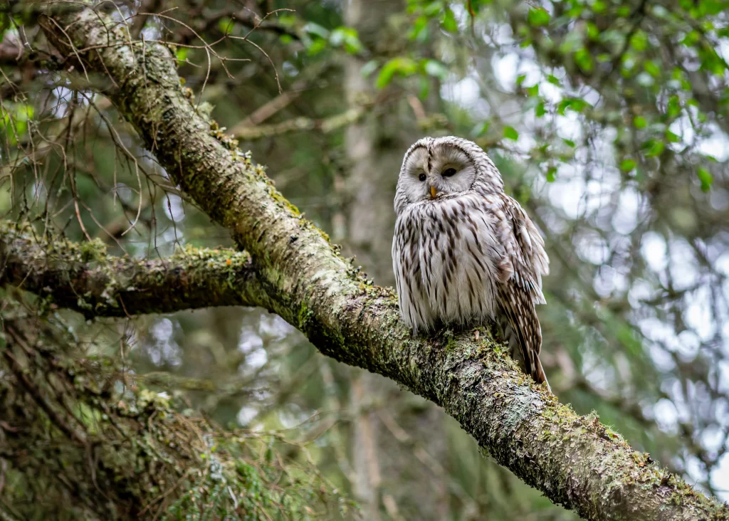 A Ural Owl sits on a large tree limb.