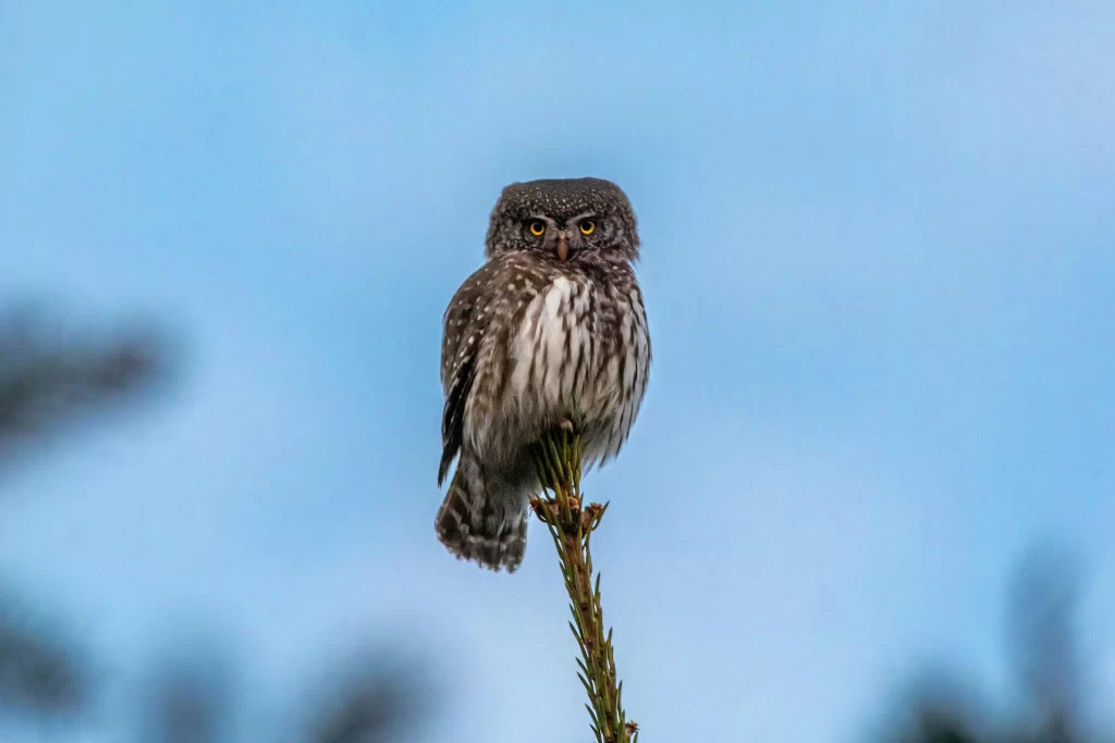 A Northern Pygmy-Owl sits atop a spruce tree.