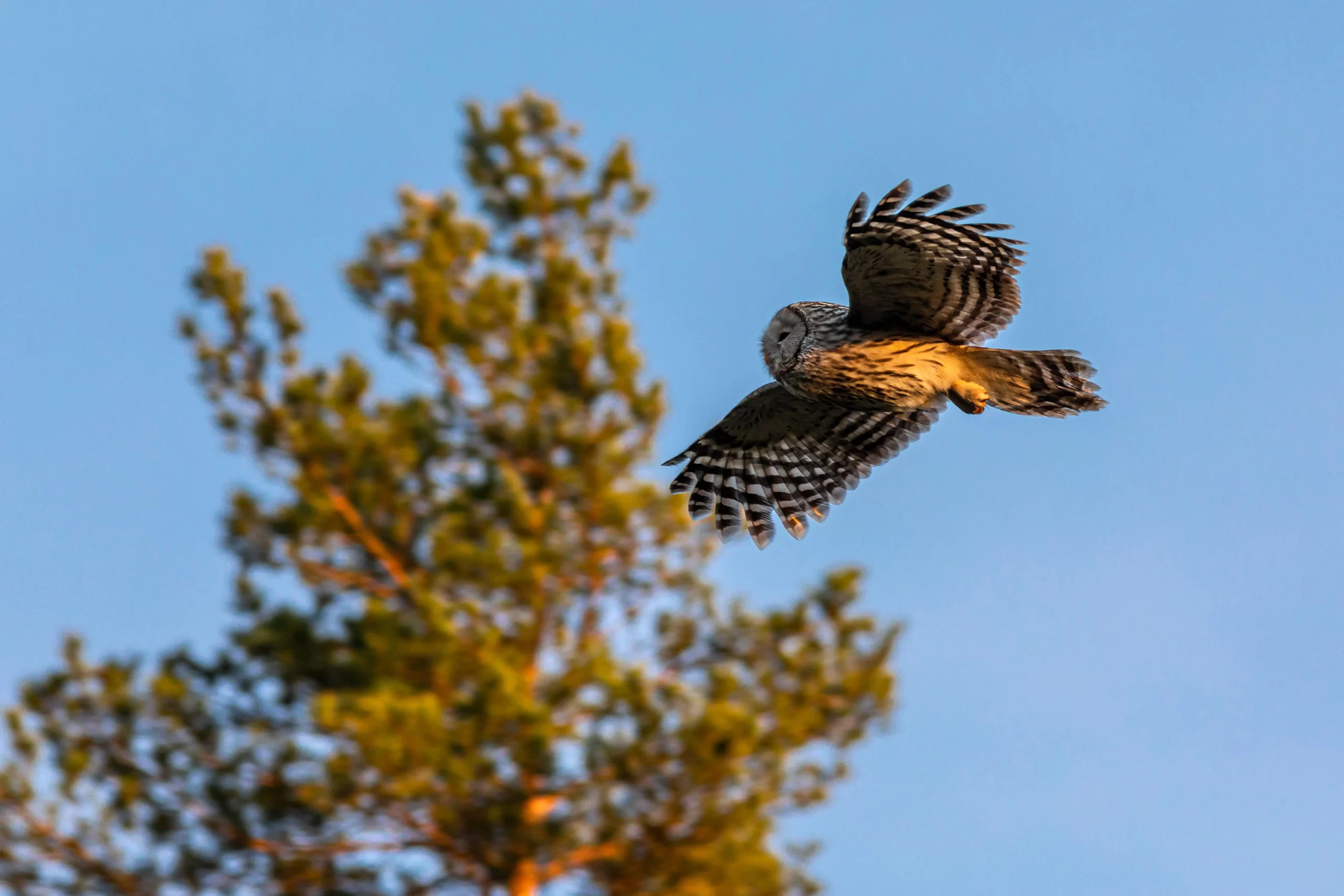 Do owls migrate? Here, an owl flies through the air.