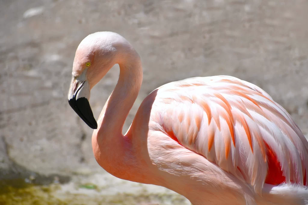 A Lesser Flamingo stands in an enclosure by itself.