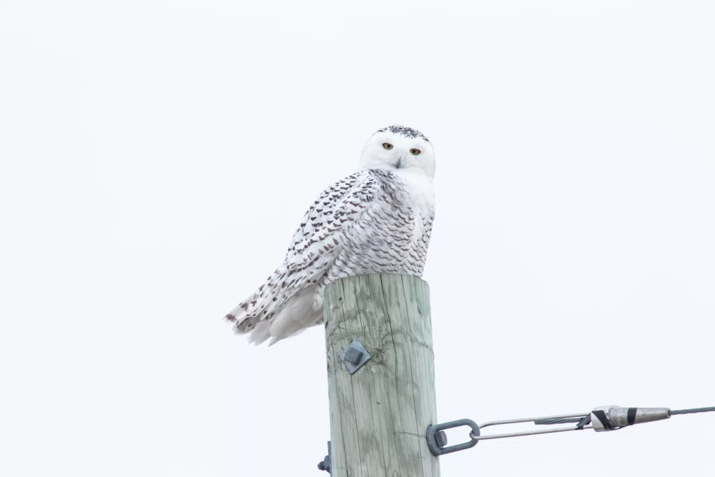 A Snowy Owl looks below from its perch on a wooden post.