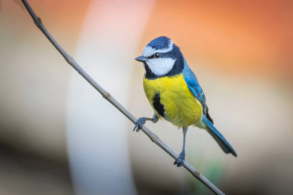 A Eurasian Blue Tit stands on a small twig.