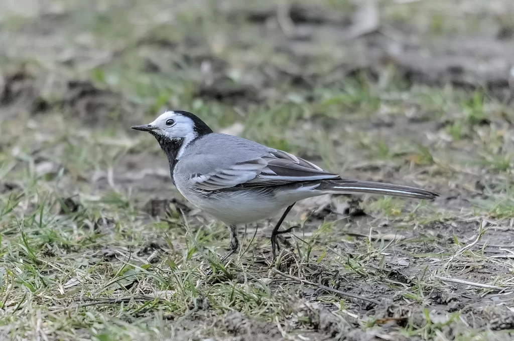 A Pied Wagtail struts along the ground.