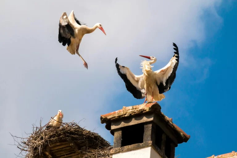 Three White Storks pose near their nest.