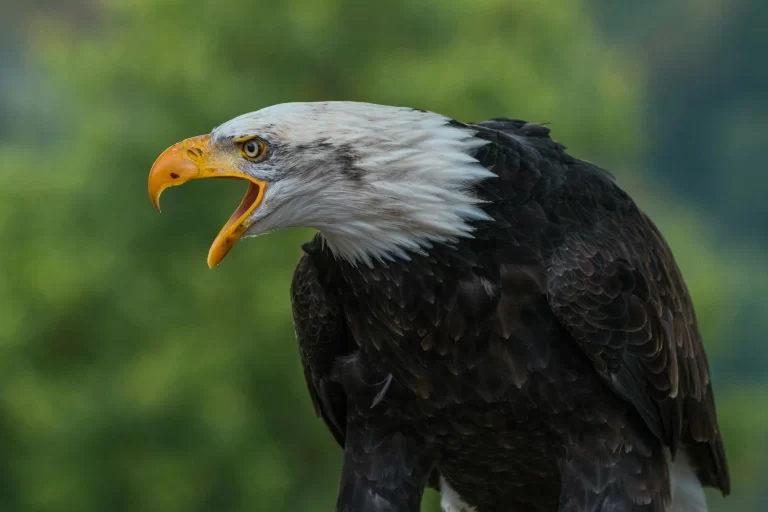 Bald Eagles are one of two eagles in Texas. Here, one screams as it looks to its right.