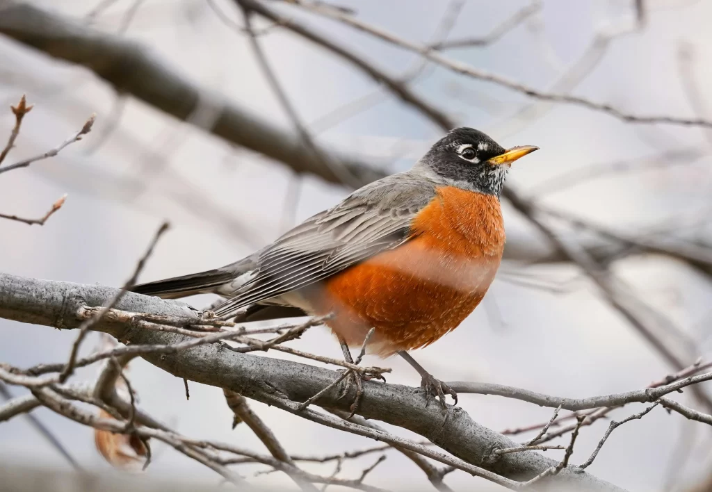 A male American Robin perches in a tree and checks his surroundings.