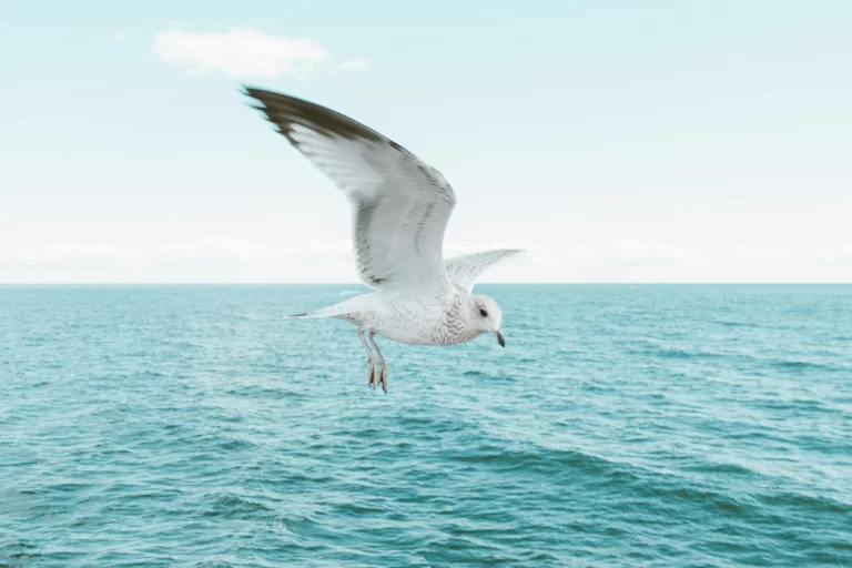 Can seagulls breathe underwater? Many are curious about the abilities of gulls. Here, one flies over an ocean.