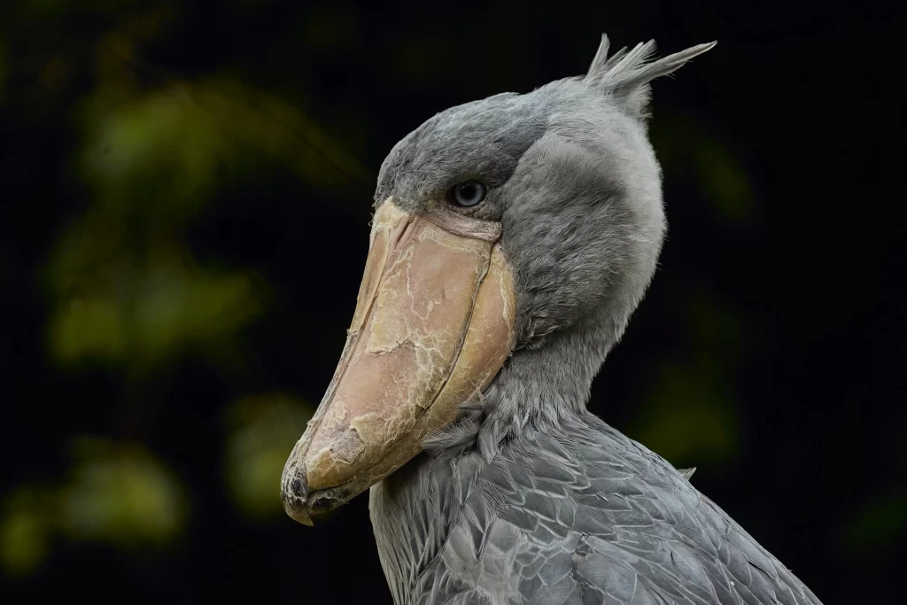 A closeup of a Shoebill shows its head, chest, and massive bill.