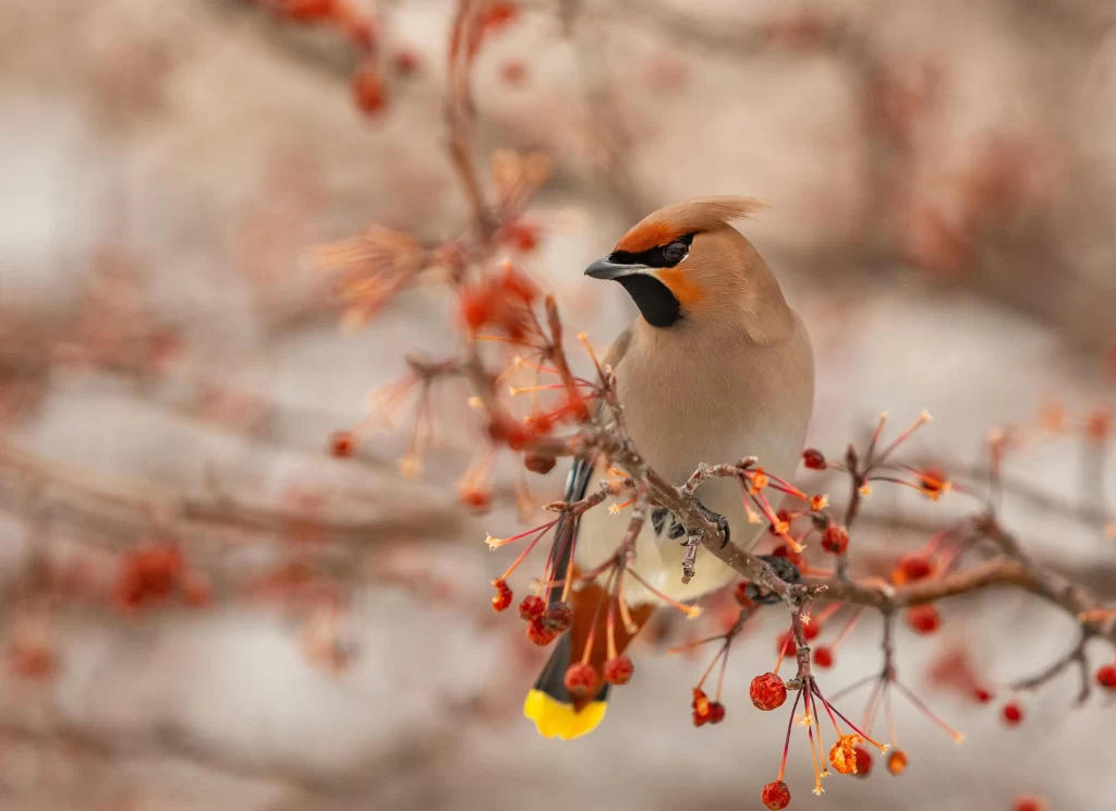 A Bohemian Waxwing sits in a fruiting tree during winter.