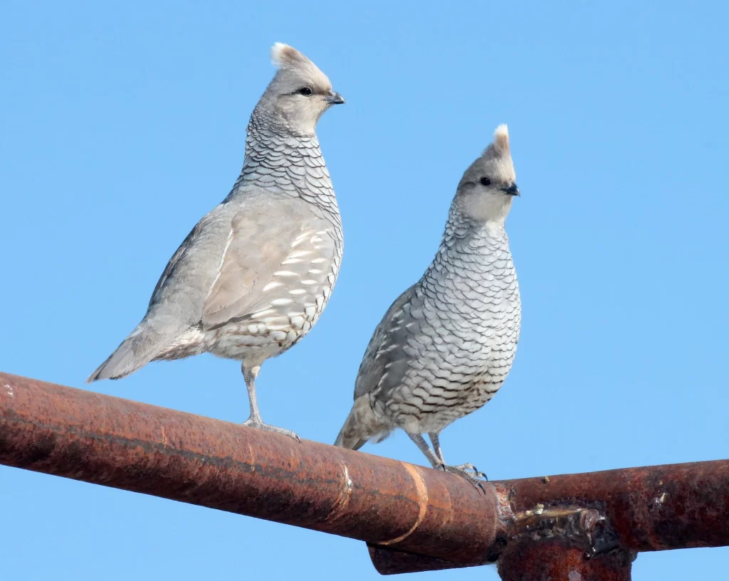 A pair of Scaled Quail stand on a rusty metal pipe.