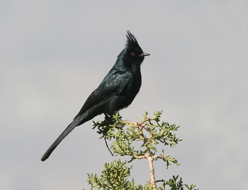 A male Phainopepla perches on a shrub.