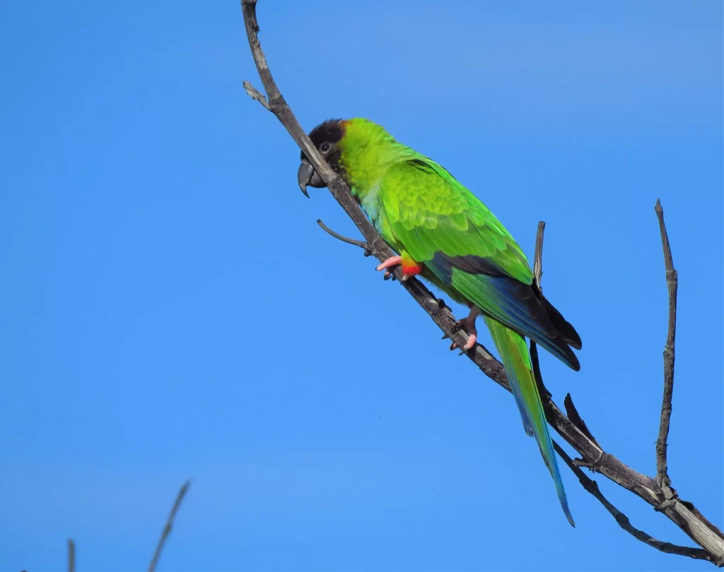 A Nanday Parakeet perches on a bare branch.