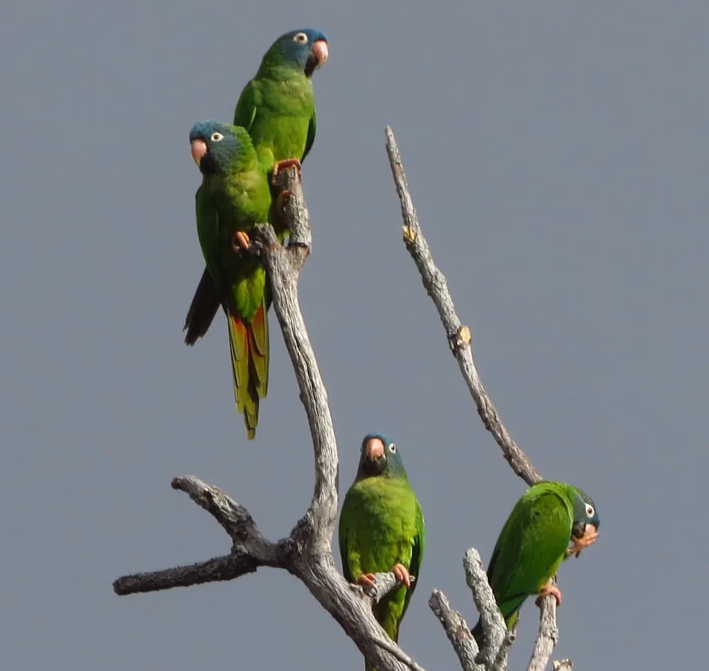 Four Blue-crowned Parakeets sit at the top of a tree.