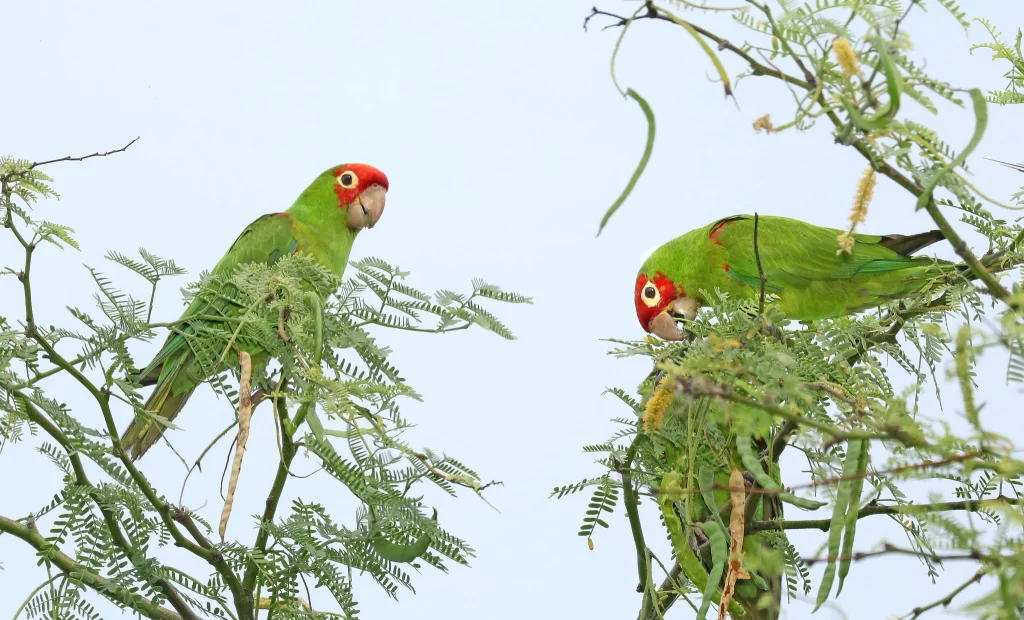Three Red-masked Parakeets devour hanging seeds.