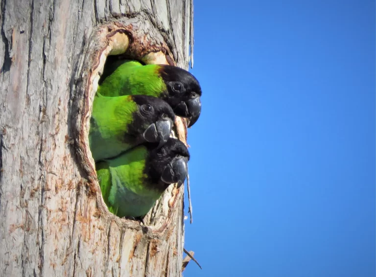 Three Nanday Parakeets peek out of a tree cavity. They are common parrots in Florida.