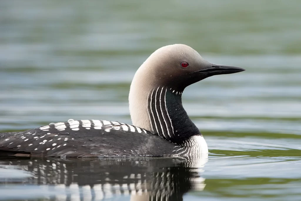 A Pacific Loon in breeding plumage floats on water.