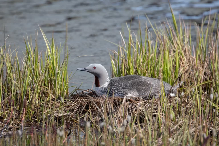 A Red-throated Loon sits on a nest, but can loons walk on land to access nests?