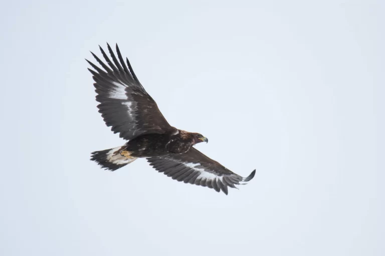 A Golden Eagle soars through the sky. Golden Eagles are one of two eagles in UK.