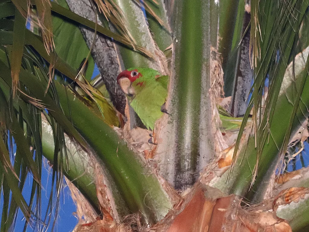 A Mitred Parakeet hides in a palm tree.
