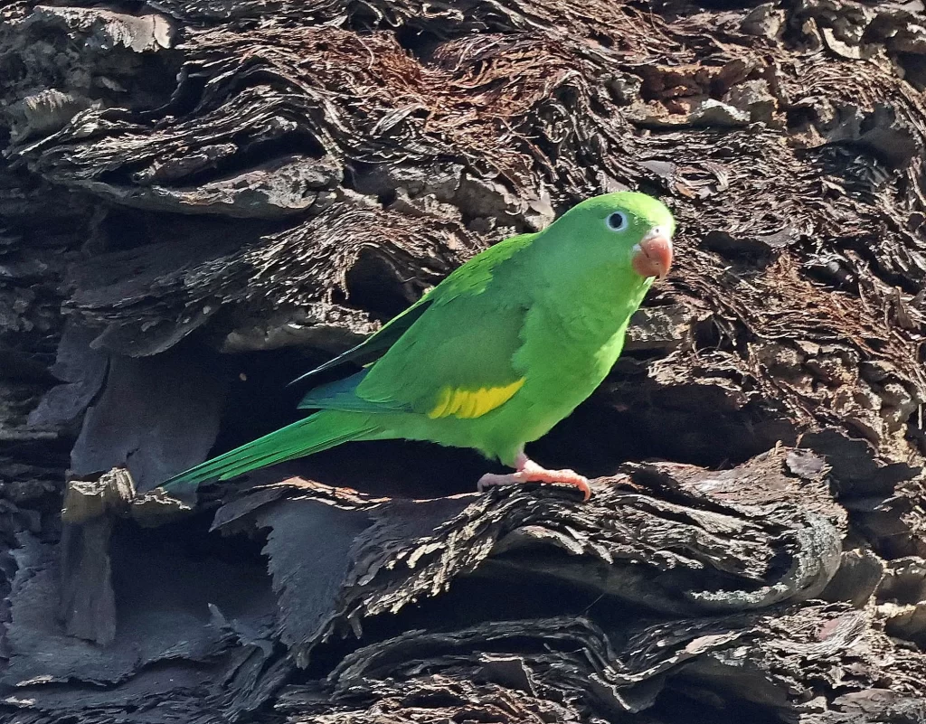 A Yellow-chevroned Parakeet stands on a pile of rubble.