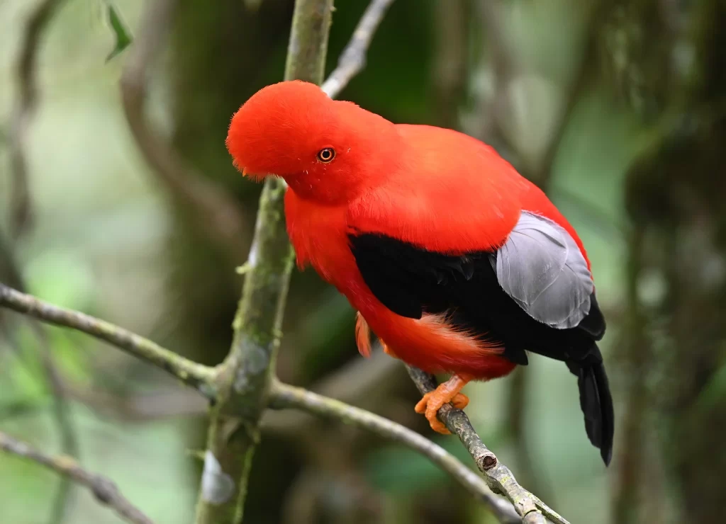 A male Andean Cock-of-the-rock sits on a branch.