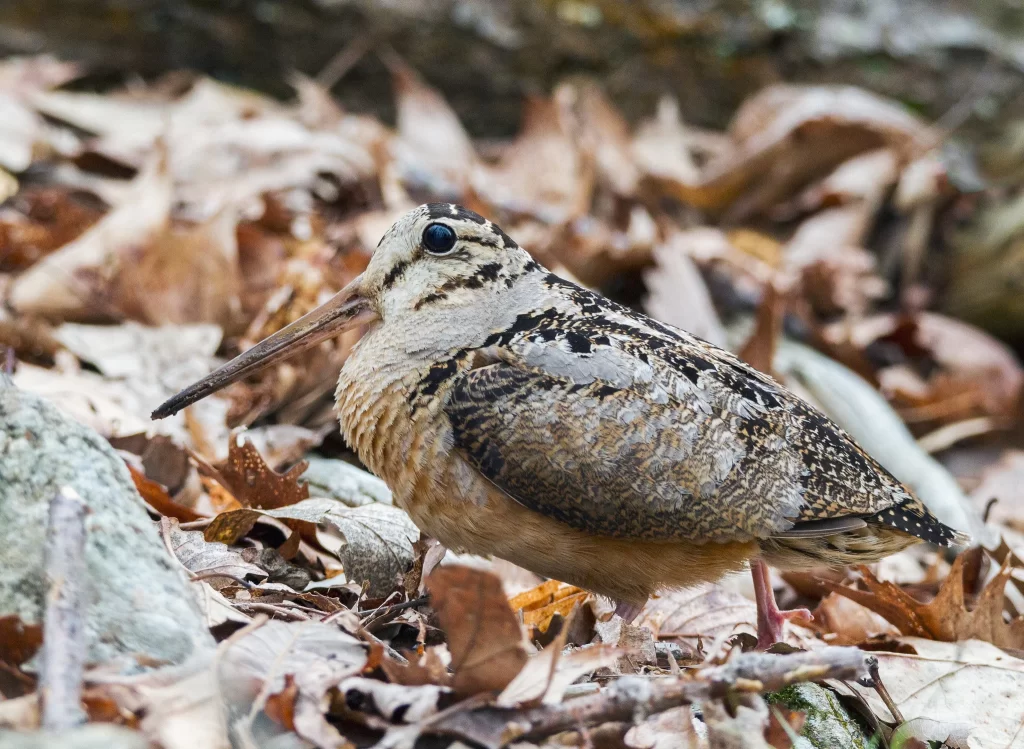 An American Woodcock stands in a leafy forest understory.