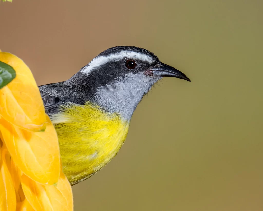 A Bananaquit peeks around a flower.