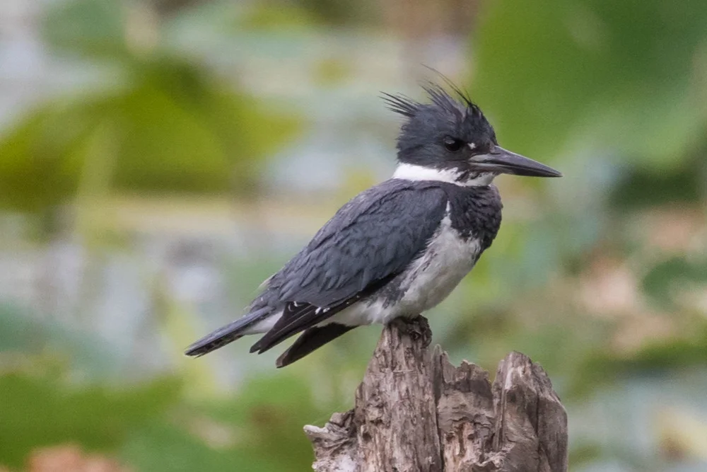 A male Belted Kingfisher stands on a dead tree snag.