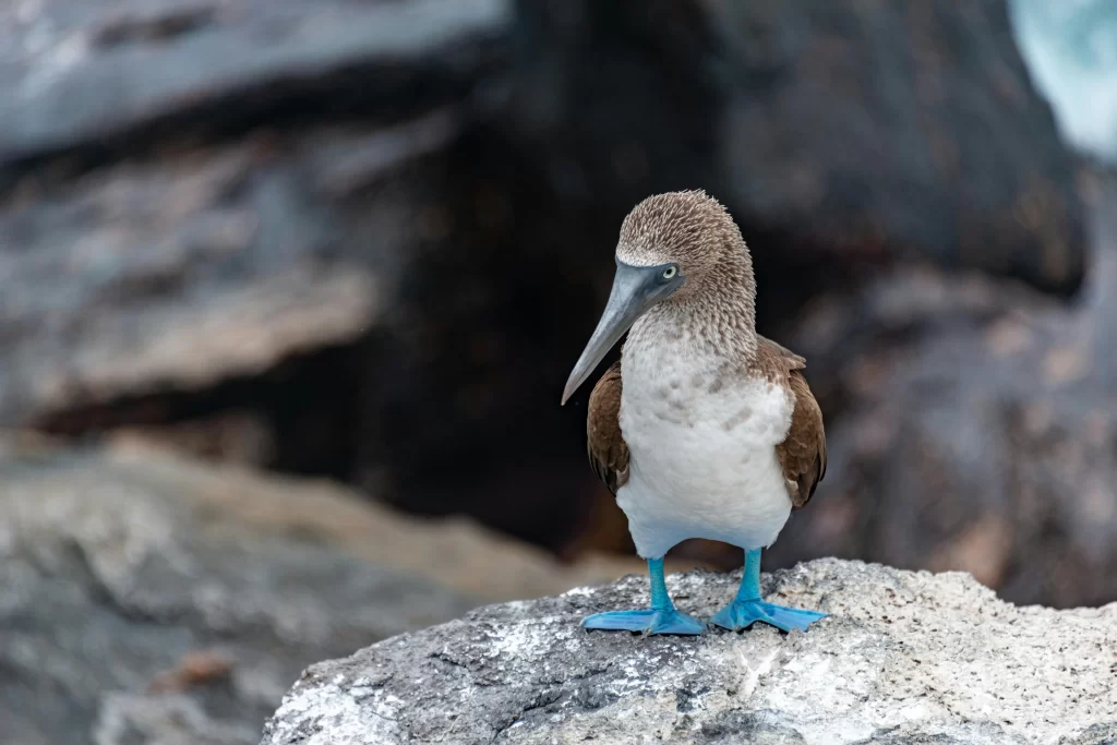A Blue-footed Booby stands on a rock near the sea.