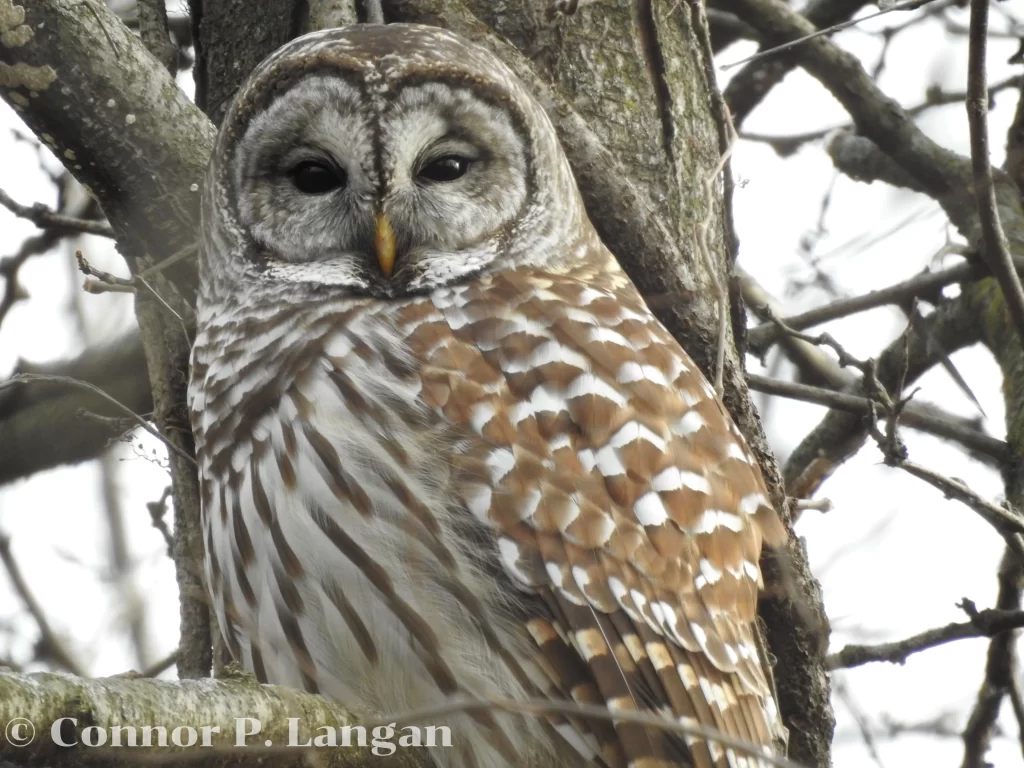 A Barred Owl blends into its surroundings as it sits in a bare tree.