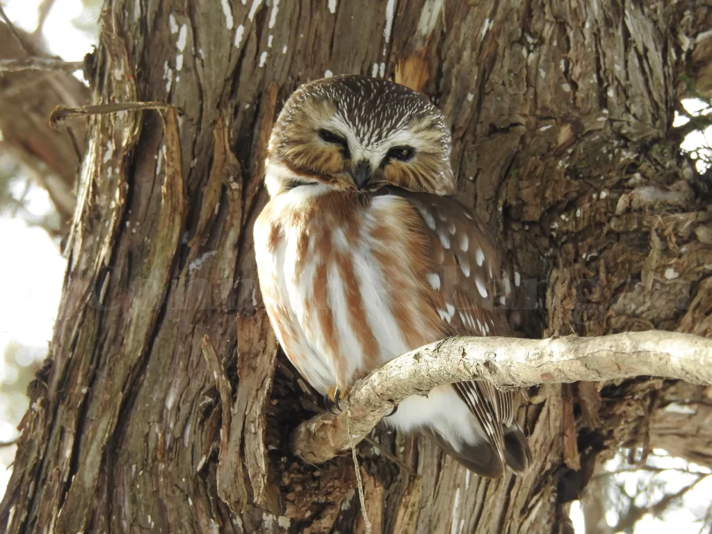 A Northern Saw-whet Owl sits on the limb of a cedar tree.
