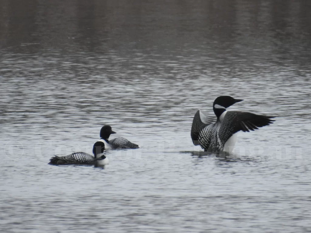 One Common Loon flaps while two others sit on the water.