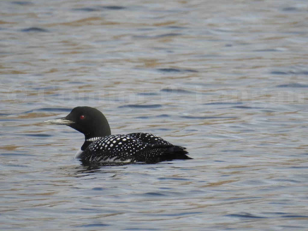 A Common Loon in breeding plumage swims away from the camera.