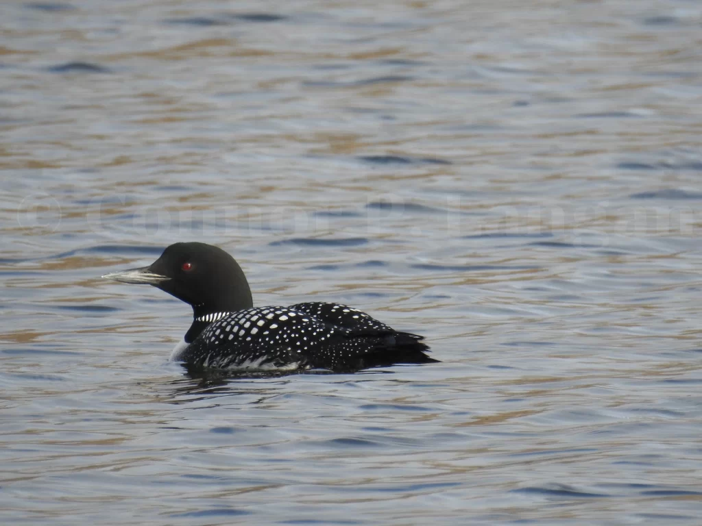 Can Loons Walk On Land – The Truth About Loon Locomotion