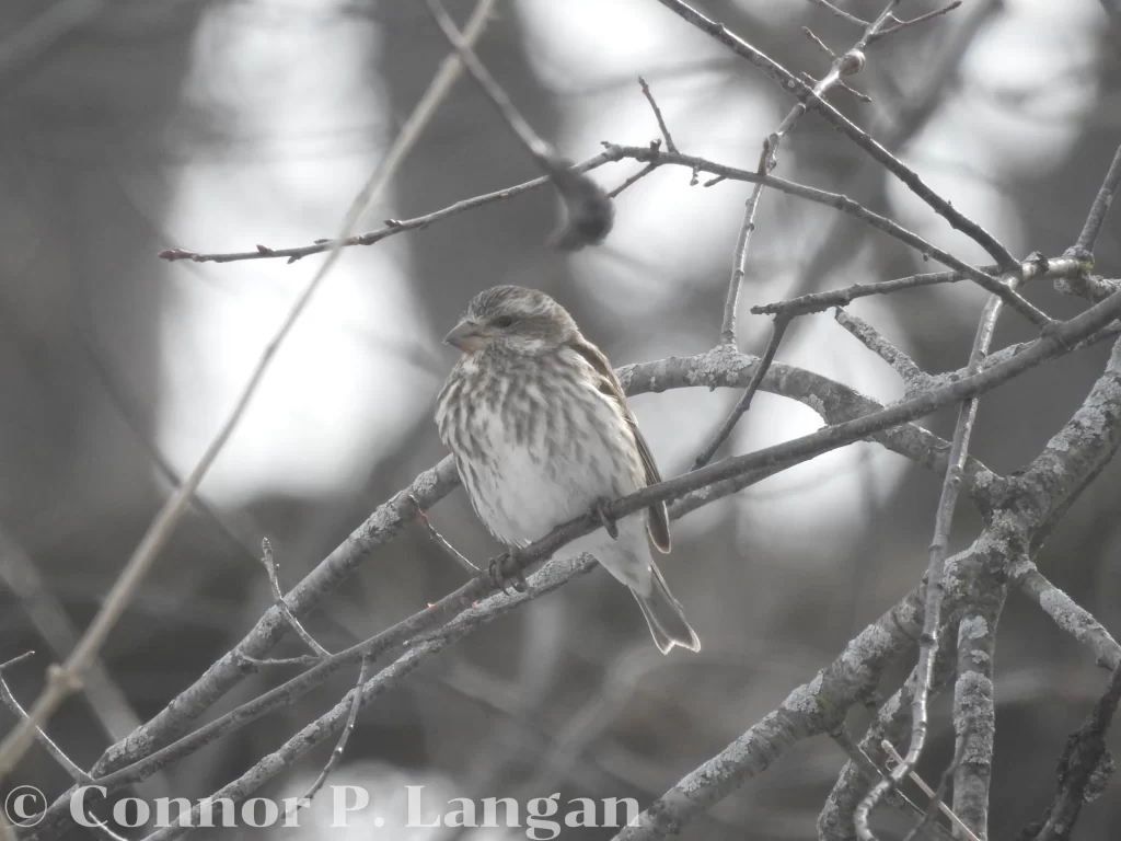 A female Purple Finch sits in a tangle of shrubs.