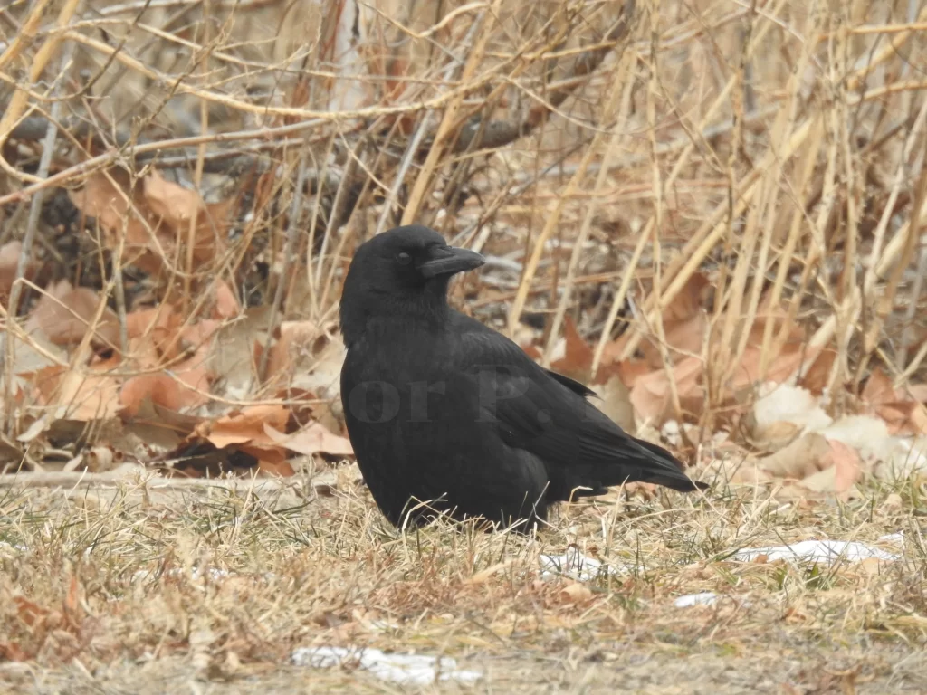 An American Crow stands on some dry-looking grass in fall.