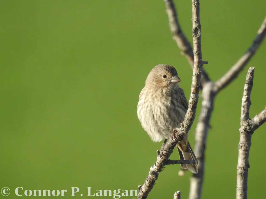 A female House Finch sits on a dead branch in front of a green background.