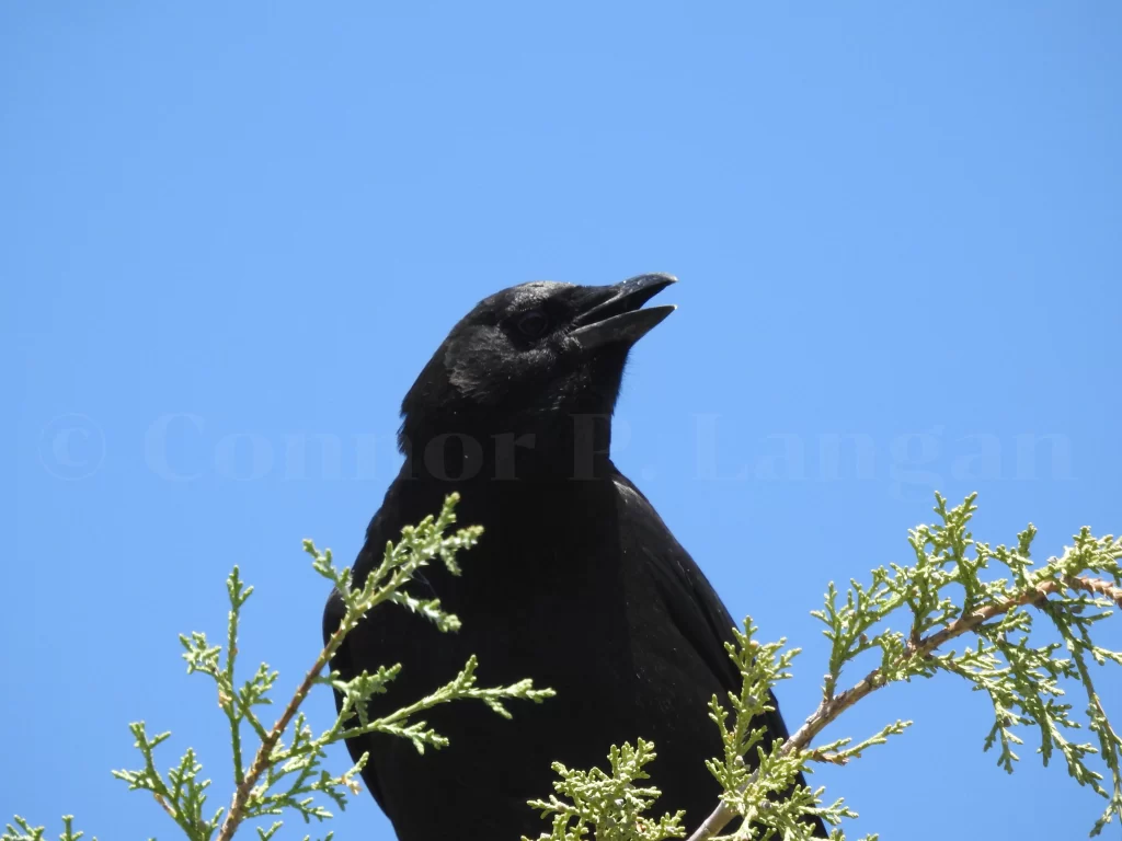 An American Crow caws from atop a juniper.
