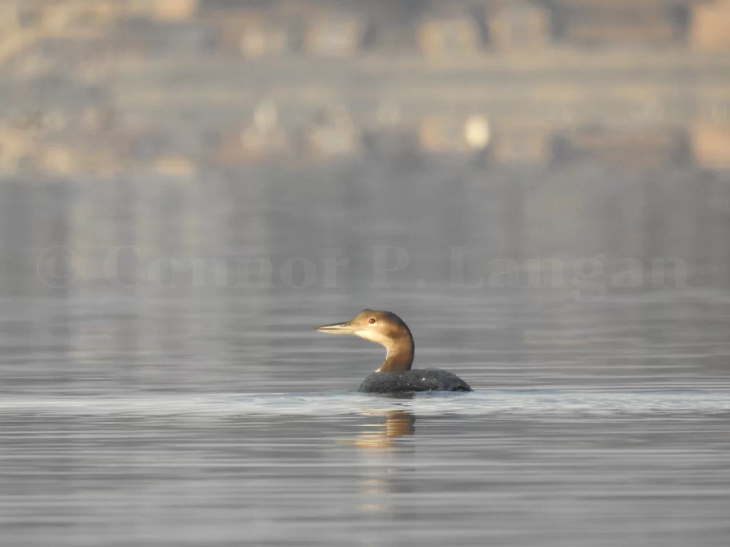 A nonbreeding Common Loon glides across a calm lake.
